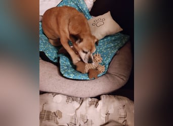 Elmi - eine Hundeomi die gerne kuschelt und spielt —bereits in Deutschland