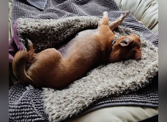 Sonnenanbeterin Elmi ❤️ menschenbezogen und lebensfroh - bereits in Deutschland