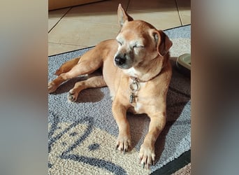 Elmi  Hundeomi die gerne kuschelt und spielt  bereits in Deutschland