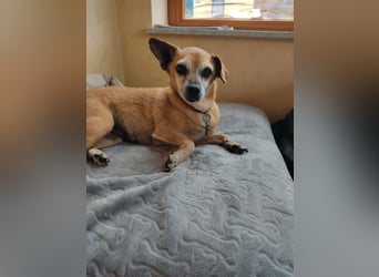 Elmi  Hundeomi die gerne kuschelt und spielt  bereits in Deutschland