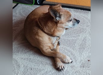 Elmi - eine Hundeomi die gerne kuschelt und spielt —bereits in Deutschland