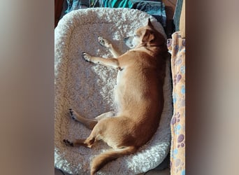 In Deutschland auf PS ❤️ Sonnenanbeterin Elmi – menschenbezogen und lebensfroh