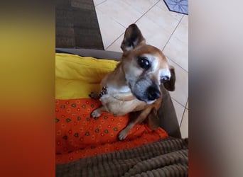 Elmi  Hundeomi die gerne kuschelt und spielt  bereits in Deutschland