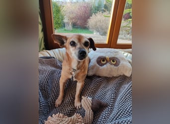 Elmi  Hundeomi die gerne kuschelt und spielt  bereits in Deutschland