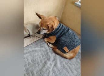 Elmi  Hundeomi die gerne kuschelt und spielt  bereits in Deutschland