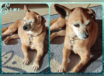 Sonnenanbeterin Elmi ❤️ menschenbezogen und lebensfroh - bereits in Deutschland