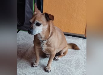 Elmi - eine Hundeomi die gerne kuschelt und spielt —bereits in Deutschland