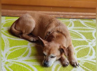 Elmi - eine Hundeomi die gerne kuschelt und spielt —bereits in Deutschland