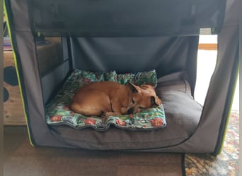 Elmi - eine Hundeomi die gerne kuschelt und spielt —bereits in Deutschland