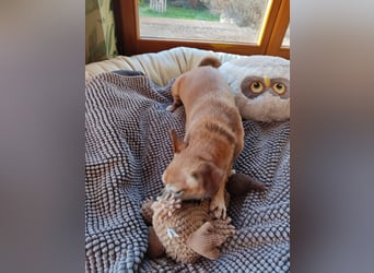 Elmi - eine Hundeomi die gerne kuschelt und spielt —bereits in Deutschland