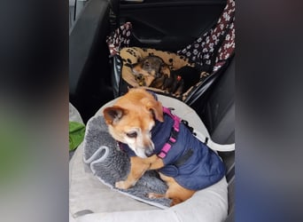 Elmi - eine Hundeomi die gerne kuschelt und spielt —bereits in Deutschland