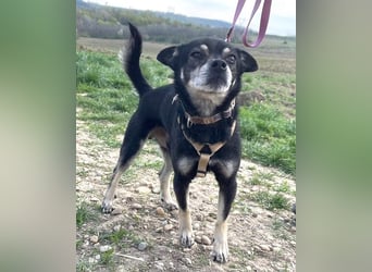 Kleiner Chihuahua "Liova" 30 cm geb. 02/2020 wartet auf liebe Menschen