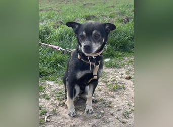 Kleiner Chihuahua "Liova" 30 cm geb. 02/2020 wartet auf liebe Menschen