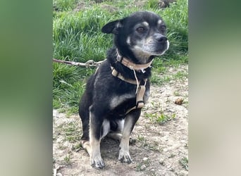 Kleiner Chihuahua "Liova" 30 cm geb. 02/2020 wartet auf liebe Menschen