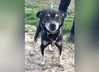 Kleiner Chihuahua "Liova" 30 cm geb. 02/2020 wartet auf liebe Menschen