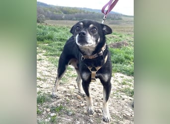 Kleiner Chihuahua "Liova" 30 cm geb. 02/2020 wartet auf liebe Menschen