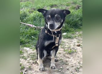 Kleiner Chihuahua "Liova" 30 cm geb. 02/2020 wartet auf liebe Menschen