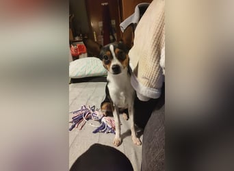 kleine, freundliche Dina sucht verantwortungsvolles Zuhause