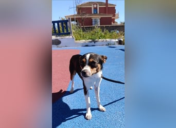 kleine, freundliche Dina sucht verantwortungsvolles Zuhause