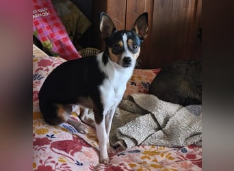 kleine, freundliche Dina sucht verantwortungsvolles Zuhause