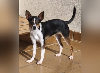 kleine, freundliche Dina sucht verantwortungsvolles Zuhause