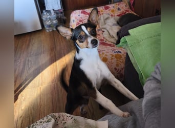 kleine, freundliche Dina sucht verantwortungsvolles Zuhause