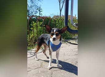 kleine, freundliche Dina sucht verantwortungsvolles Zuhause