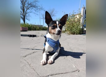 kleine, freundliche Dina sucht verantwortungsvolles Zuhause