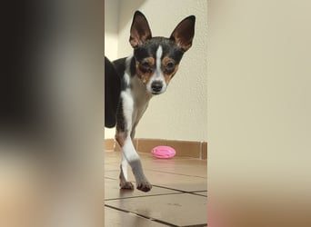 kleine, freundliche Dina sucht verantwortungsvolles Zuhause