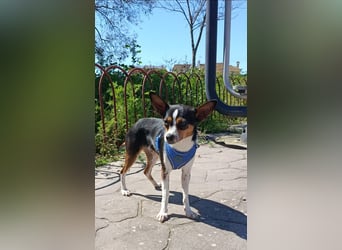 kleine, freundliche Dina sucht verantwortungsvolles Zuhause