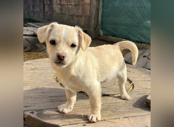 Bix ein winziger freundlicher Welpenbub