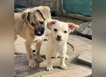 Bix ein winziger freundlicher Welpenbub