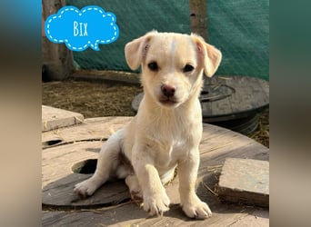 Bix ein winziger freundlicher Welpenbub