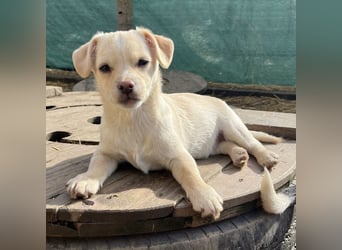 Bix ein winziger freundlicher Welpenbub