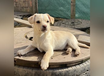 Bix ein winziger freundlicher Welpenbub