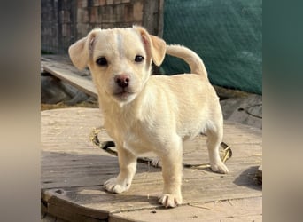 Bix ein winziger freundlicher Welpenbub