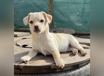 Bix ein winziger freundlicher Welpenbub