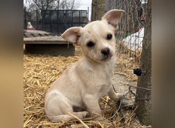 Bix ein winziger freundlicher Welpenbub