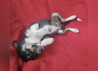 Jessie - freundlicher Winzling