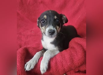Jessie - freundlicher Winzling