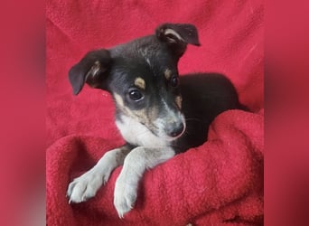 Jessie - freundlicher Winzling