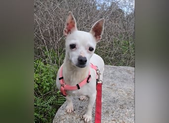 Mimmo und Mimma: Seniorenpärchen will zusammen bleiben