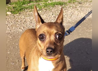 JULIE- läuft gut an der Leine, sucht ein warmherzige, liebevolles Zuhause