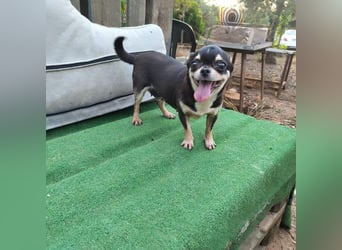PEPA-sehr sozial, unternehmungslustig, liebt Mensch und Hund,-sucht ihr liebevolles Zuhause