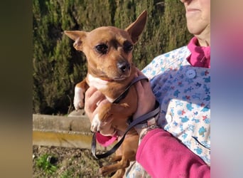 JULIE- läuft gut an der Leine, sucht ein warmherzige, liebevolles Zuhause