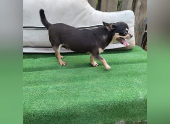 PEPA-sehr sozial, unternehmungslustig, liebt Mensch und Hund,-sucht ihr liebevolles Zuhause