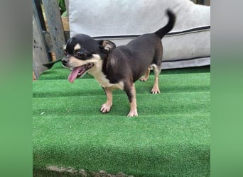 PEPA-sehr sozial, unternehmungslustig, liebt Mensch und Hund,-sucht ihr liebevolles Zuhause