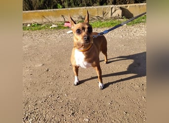 JULIE- läuft gut an der Leine, sucht ein warmherzige, liebevolles Zuhause