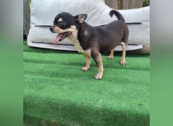 PEPA-sehr sozial, unternehmungslustig, liebt Mensch und Hund,-sucht ihr liebevolles Zuhause