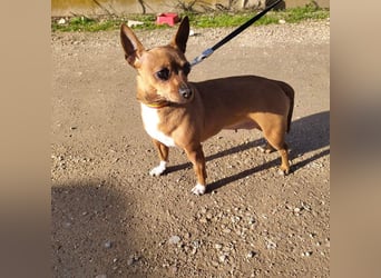 JULIE- läuft gut an der Leine, sucht ein warmherzige, liebevolles Zuhause